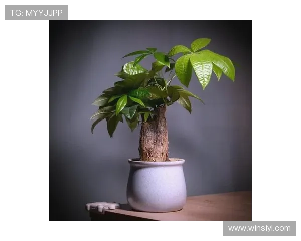 永利澳门发财树的养护常识,保持绿意盎然的最佳方法 永利澳门发财树的养护常识,保持绿意盎然的最佳方法